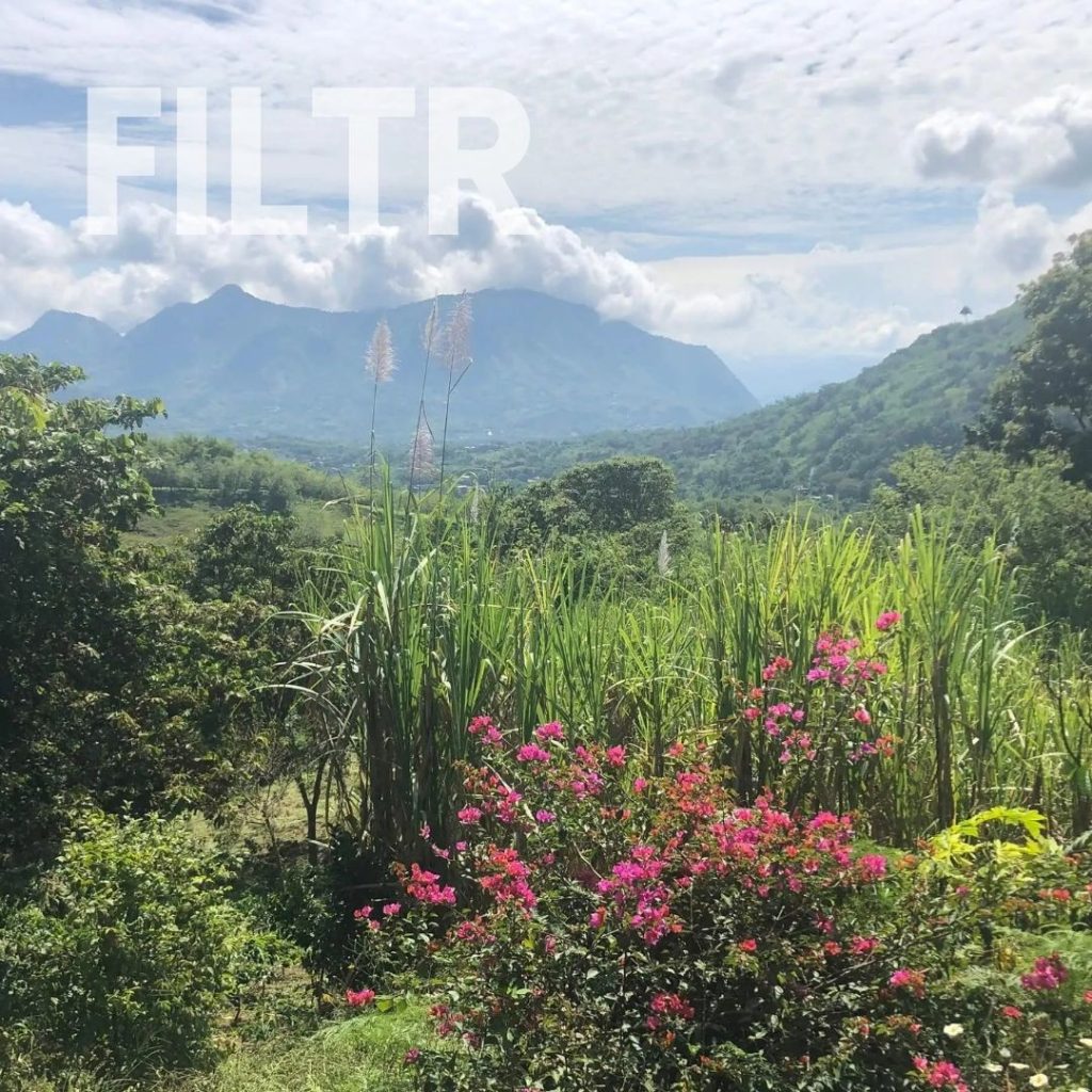 coffee farm